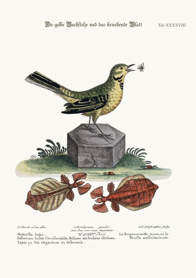 The Yellow Water-Wagtail and the Walking Leaf by George Edwards